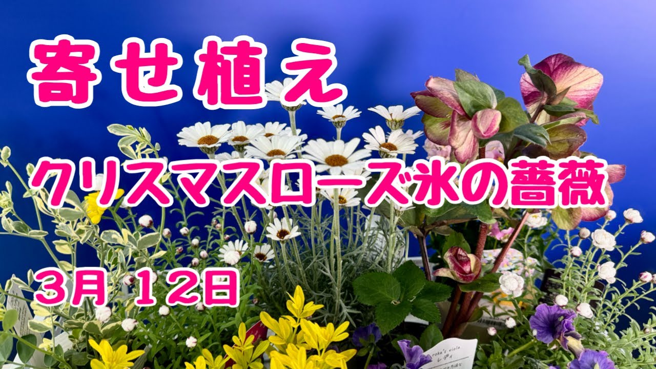 クリスマスローズ #氷の薔薇 #ビオラ 春のかご #初心者向け