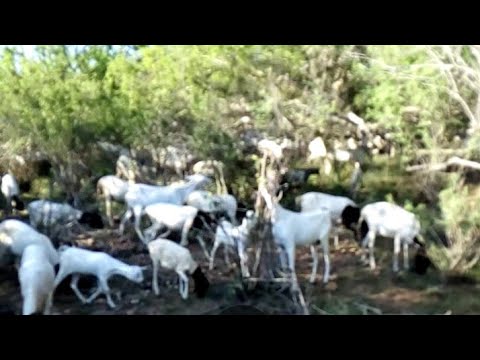 Nolosha Baadiyaha Reer Geedi Ah Arri Duurka Jooga Jawi Qurux Badan