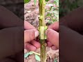 One Bud, Big Future | Una yema | 一芽の未来 | 한 눈의 미래 #fruittrees #farming #grafting