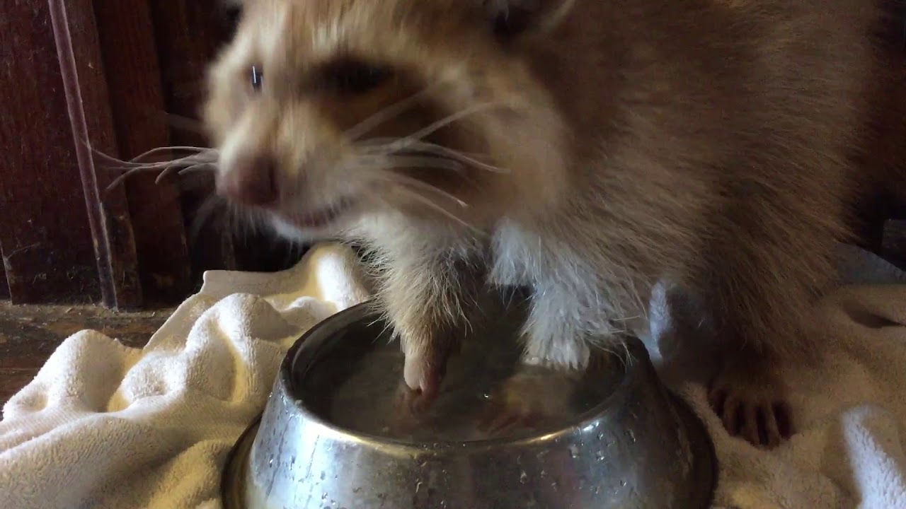 Cinnamon the red raccoon eating treats YouTube