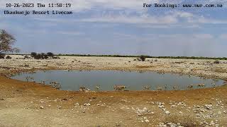 Okaukuejo Resort, Wildlife Waterhole: Live camera stream in the Etosha National Park in Namibia