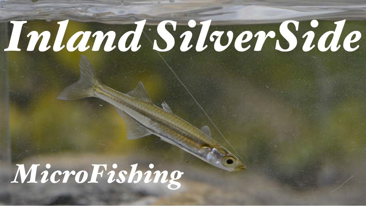 Inland Silverside MicroFishing in Florida 