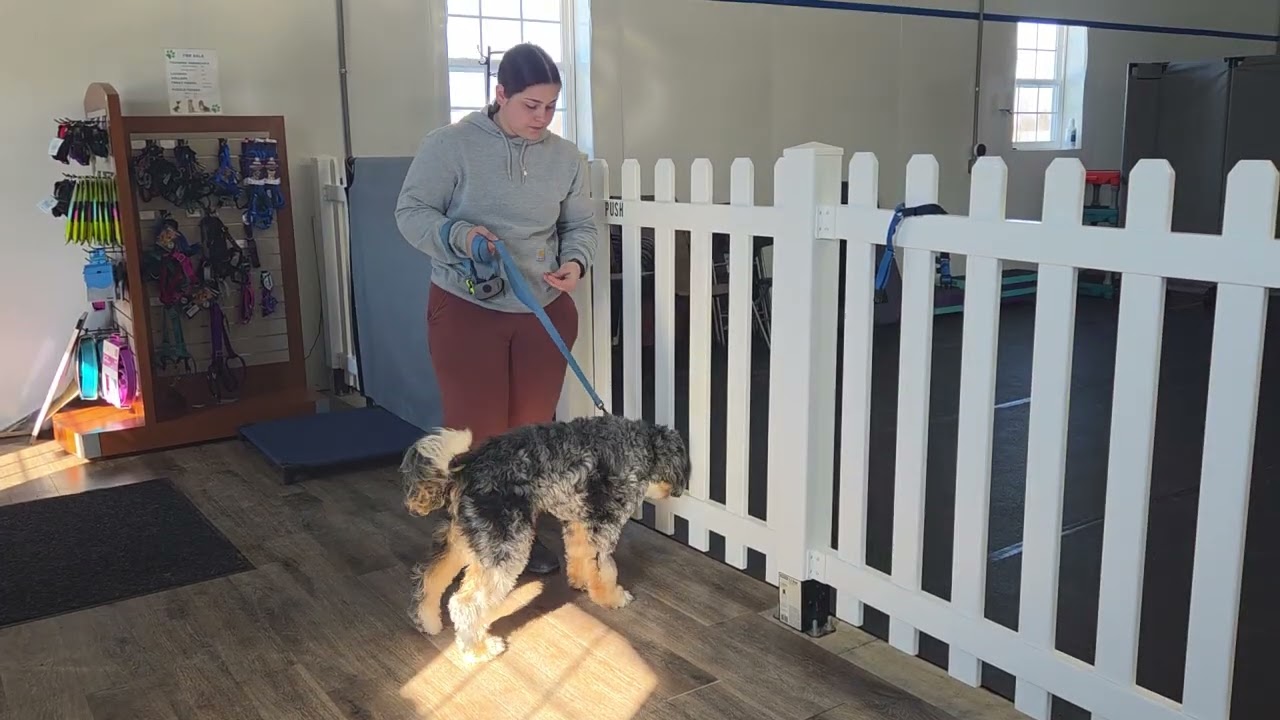 Bear the Bernadoodle | Gate Manners & Impulse Control | Week 2 Board & Train