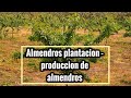 Cultivo Comercial de Almendros