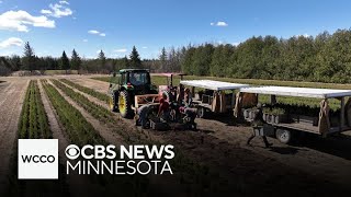 What is being done to save Minnesota's Northwoods by WCCO - CBS Minnesota 972 views 16 hours ago 4 minutes, 49 seconds