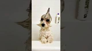 Funny Dogs 😂 Episode 164 #Shorts