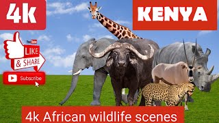 4K African Safari: Relaxing Wildlife & Nature Adventure with Piano Music.