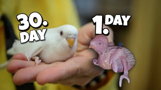 Albino Budgie Hatched from Normal Pair of Budgies