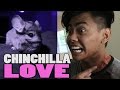 CHINCHILLA LOVE