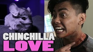 CHINCHILLA LOVE