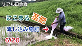 3 12お米の肥料 反1181円 硫安 田んぼにある有機物 安全で安い肥料の使い方 Youtube