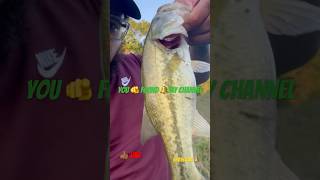 Largemouth bass 🎣