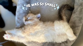 Ragdoll from Kitten to Adult 😻 Colour Transformation Blue & Seal Lynx Point Ragdoll Cats by anthorpology 310 views 1 month ago 8 minutes, 32 seconds