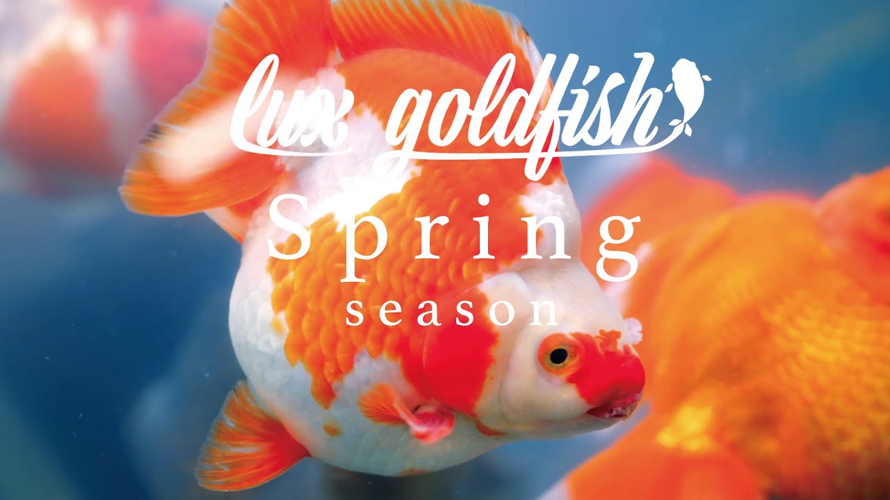 Lux goldfish「Lux goldfish Spring Season」MV制作実績
