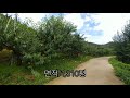 1143.괴산군 불정면 웅동리 복숭아 과수원[1억8천3백만원/1,310평/연락처 010 3262 7169]