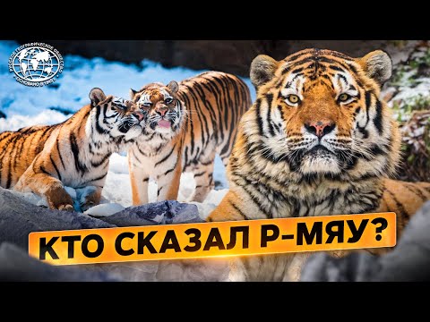 Кто сказал р-мяу? | @rgo_films | Амурский тигр | Сихотэ-Алинский  заповедник
