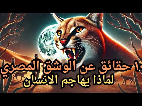 ١٠ حقائق عن الوشق المصري النادر المفترس و متي يهاجم الانسان