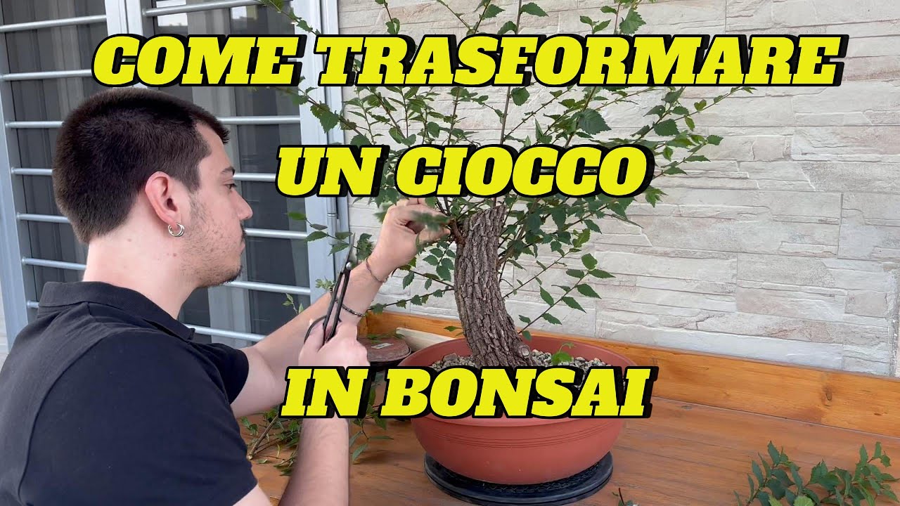 DA CIOCCO A BONSAI - YAMADORY