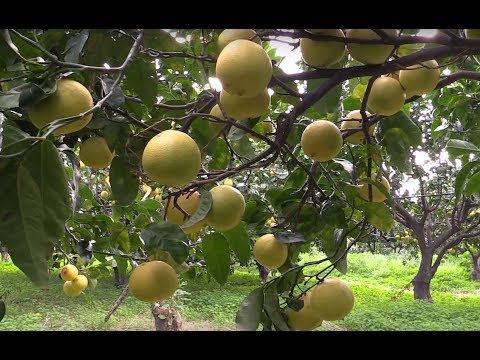 Badger Visits the Source - Bergamot Essential Oil in Italy