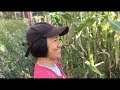 Mam Lilibeth & her New healthy purple sweet glutinous corn in Itogon, Benguet.