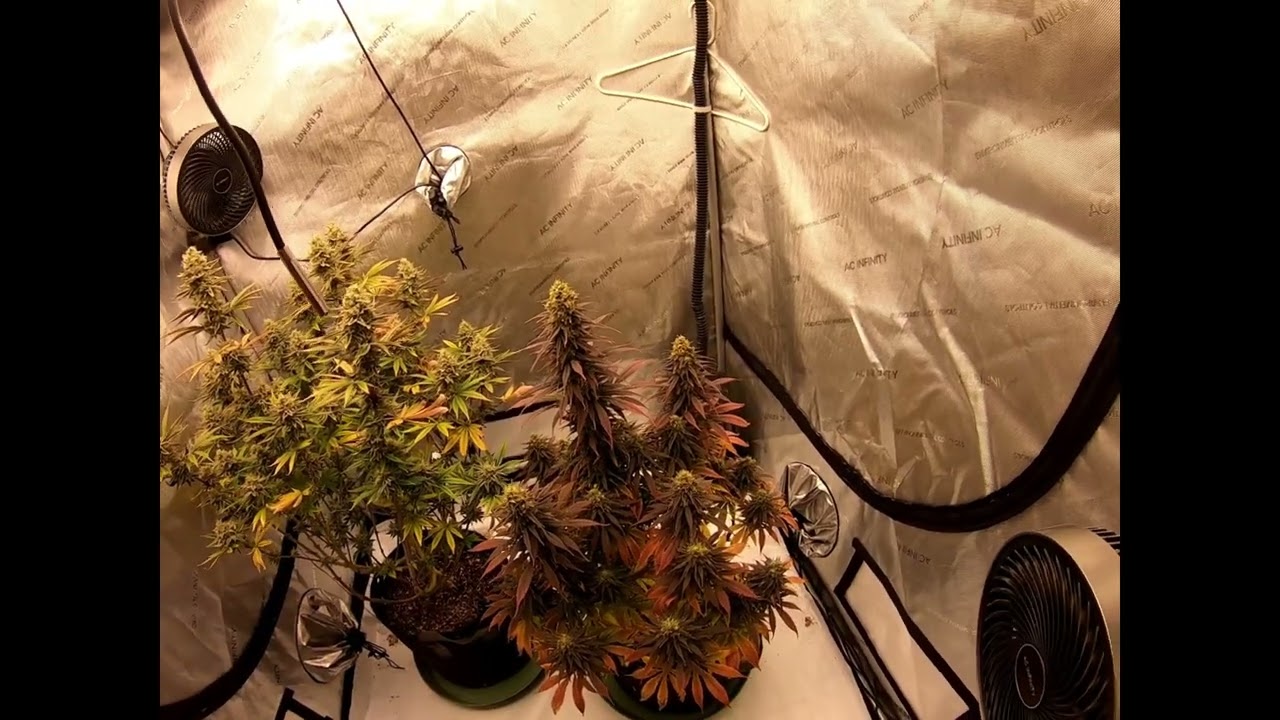 Shaman and Pine Tree Kush Day 57