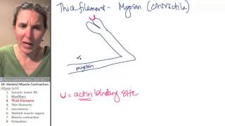 Skeletal Muscle 3- Thick Filaments