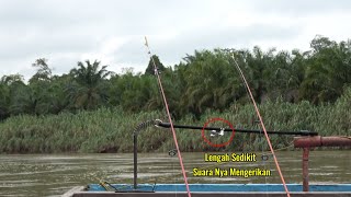 KEWALAHAN.! MANCING DI SUNGAI BESAR BANYAK SEKALI DAPAT IKAN BAUNG SUPER GANAS