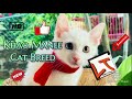 Cat facts | Khao Manee in India | Rare cat breed | playing cat | odd eye | expensive cat breed |