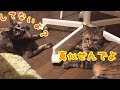 つむぎのおしゃべりと行動が似てくる姉妹