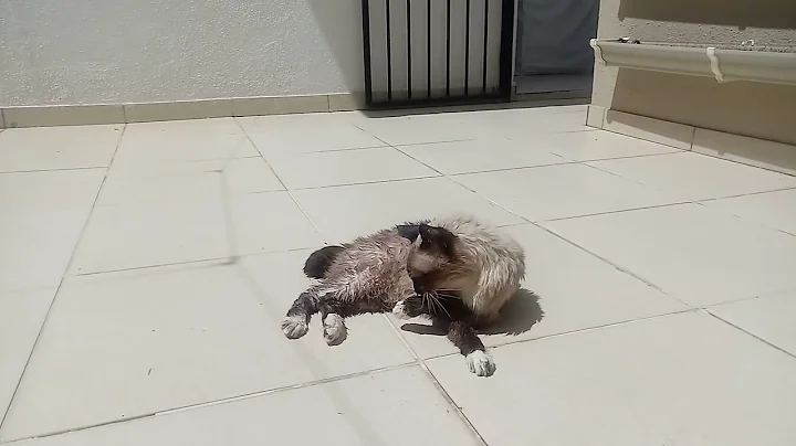 Video 4605141: siamese cat bathing