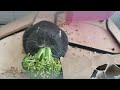 Big hampter and broccoli