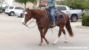 Gimme Checks - riding in town! - ValleyViewRanch.net