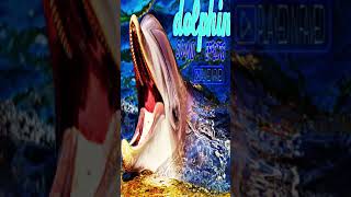 Dolphin Sound Effect Funny Ocean Dolphins Noise And Sounds