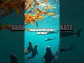 Beyond Reefs and Ripples