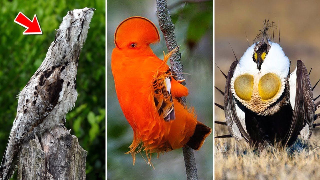 15 สุดยอดนก แปลกประหลาด พบได้ยาก ที่สุดในโลก | OKyouLIKEs