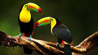 Toucan is a tropical woodpecker | Toucan Sound by WorldFlora 188 views 1 year ago 13 minutes, 20 seconds