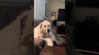 Trying to get a reaction out of Ca, the Irish Wolfhound by hughmcmanus 1,379 views 8 months ago 1 minute, 52 seconds