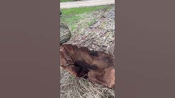 Can’t wait to cut into this black walnut log!!!!