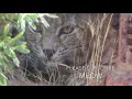 Bobbina the Bobcat is Back Trying to Hide in an Arizona Backyard!