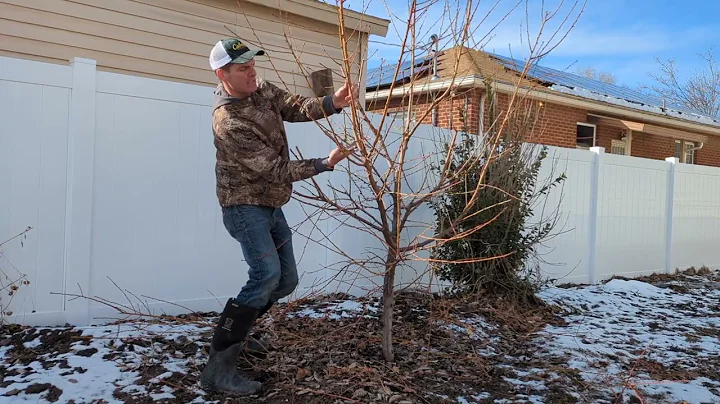Start to Finish Peach Tree Pruning
