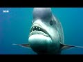 🔴 LIVE: The Wild Side of Our Planet | BBC Earth