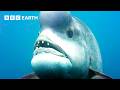🔴 LIVE: The Wild Side of Our Planet | BBC Earth