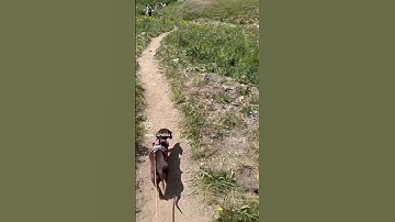 Cinnamon pass to American basin - Colorado
