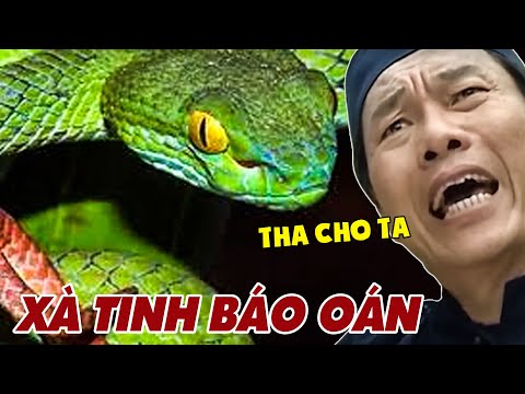 CỔ TÍCH VIỆT NAM 2022 - PHIM XÀ TINH BÁO OÁN | PHIM BỘ CỔ TÍCH VIỆT NAM THVL HAY MỚI NHẤT 2022