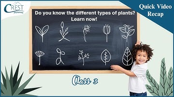 Understanding Plants & Their Types | Science for Class 3 Students