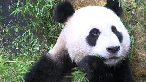 Panda stars get first taste of life in The Netherlands