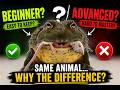 The Truth About ‘Beginner’ Exotic Pets (pixie Frogs)