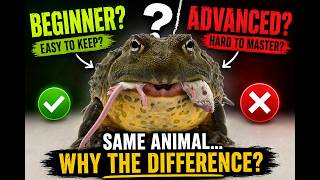 The Truth About ‘Beginner’ Exotic Pets (pixie Frogs)