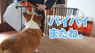 アパートに帰った長男の姿を必死に探す愛犬がせつない by コギチューブ【犬と猫のゆるい生活】 43,025 views 2 months ago 10 minutes, 31 seconds