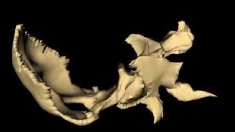 Motion of Occiput Sphenoid Ethmoid Vomer Lateral